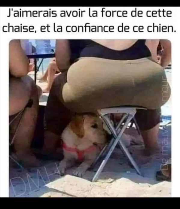 Un chien exeptionnel