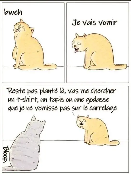 Histoire de chat